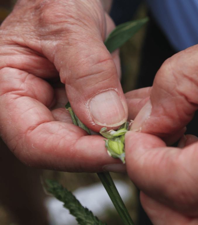triticum micropanificio agricolo i nostri fornitori agricoli