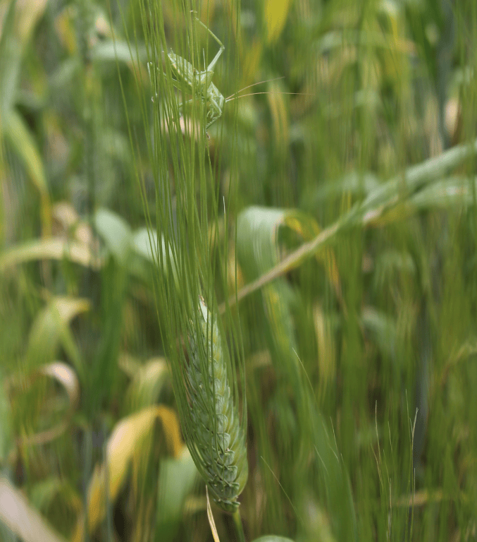 trititcum micropanificio agricolo roma manifesto valori chi siamo